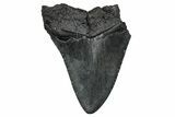 Serrated, Fossil Megalodon Tooth - South Carolina #341480-1